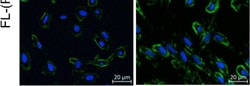 Invitrogen Goat anti-Rabbit IgG (H+L) Highly Cross-Adsorbed Secondary Antibody,
