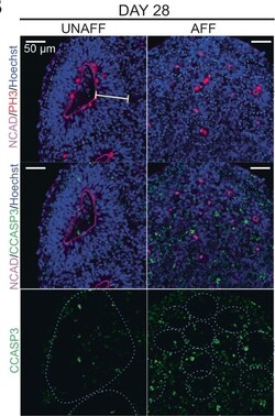Invitrogen Donkey anti-Rat IgG (H+L) Highly Cross-Adsorbed Secondary Antibody,