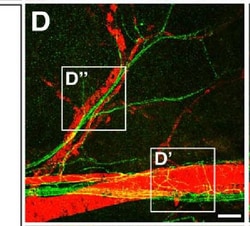Invitrogen Goat anti-Chicken IgY (H+L) Secondary Antibody, Alexa Fluor