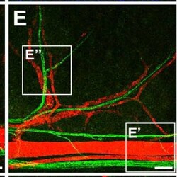 Invitrogen Goat anti-Chicken IgY (H+L) Secondary Antibody, Alexa Fluor