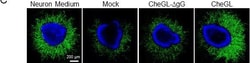 Invitrogen Goat anti-Mouse IgG (H+L) Highly Cross-Adsorbed Secondary Antibody,