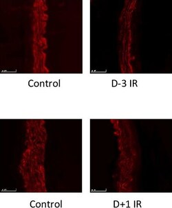 Invitrogen Goat anti-Rat IgG (H+L) Cross-Adsorbed Secondary Antibody, Alexa