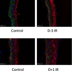 Invitrogen Goat anti-Rat IgG (H+L) Cross-Adsorbed Secondary Antibody, Alexa
