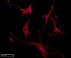 Invitrogen Goat anti-Rat IgG (H+L) Cross-Adsorbed Secondary Antibody, Alexa