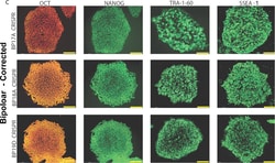 Invitrogen™ Donkey anti-Mouse IgG (H+L) Highly Cross-Adsorbed Secondary Antibody, Alexa Fluor™ 647