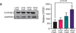 Invitrogen Goat anti-Mouse IgG (H+L) Secondary Antibody, HRP 2 mL; HRP:Antibodies,