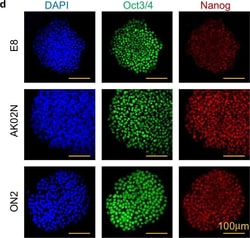 Invitrogen Goat anti-Rabbit IgG (H+L) Highly Cross-Adsorbed Secondary Antibody,