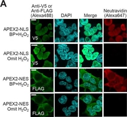 Invitrogen Goat anti-Mouse IgG (H+L) Highly Cross-Adsorbed Secondary Antibody,