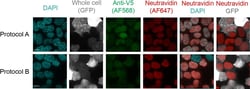 Invitrogen Goat anti-Mouse IgG (H+L) Highly Cross-Adsorbed Secondary Antibody,
