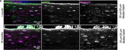 Invitrogen Goat anti-Mouse IgG (H+L) Highly Cross-Adsorbed Secondary Antibody,