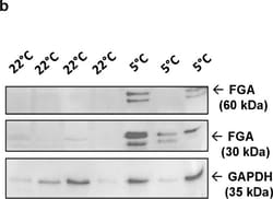 Invitrogen Goat anti-Rabbit IgG (H+L) Secondary Antibody, HRP 2 mL; HRP:Antibodies,