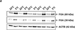 Invitrogen Goat anti-Rabbit IgG (H+L) Secondary Antibody, HRP 2 mL; HRP:Antibodies,