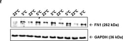 Invitrogen Goat anti-Rabbit IgG (H+L) Secondary Antibody, HRP 2 mL; HRP:Antibodies,