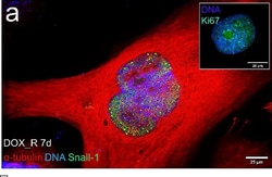 Invitrogen Chicken anti-Rabbit IgG (H+L) Cross-Adsorbed Secondary Antibody,