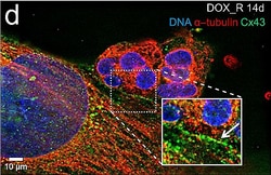 Invitrogen Chicken anti-Rabbit IgG (H+L) Cross-Adsorbed Secondary Antibody,