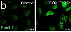 Invitrogen™ Chicken anti-Goat IgG (H+L) Cross-Adsorbed Secondary Antibody, Alexa Fluor™ 488