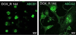Invitrogen™ Chicken anti-Rabbit IgG (H+L) Cross-Adsorbed Secondary Antibody, Alexa Fluor™ 488