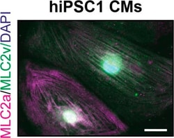 Invitrogen™ Donkey anti-Rabbit IgG (H+L) Highly Cross-Adsorbed Secondary Antibody, Alexa Fluor™ 488
