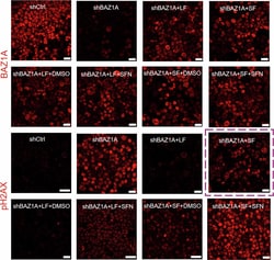 Invitrogen Goat anti-Rabbit IgG (H+L) Highly Cross-Adsorbed Secondary Antibody,