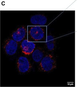 Invitrogen Goat anti-Rabbit IgG (H+L) Cross-Adsorbed Secondary Antibody,