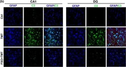 Invitrogen™ Donkey anti-Goat IgG (H+L) Cross-Adsorbed Secondary Antibody, Alexa Fluor™ 488