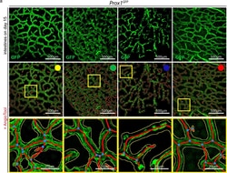 Invitrogen Donkey anti-Rabbit IgG (H+L) Highly Cross-Adsorbed Secondary