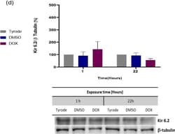Invitrogen Goat anti-Rabbit IgG (H+L) Cross-Adsorbed Secondary Antibody,