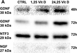 Invitrogen Goat anti-Rabbit IgG (H+L) Secondary Antibody, HRP 2 mL; HRP:Antibodies,