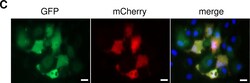 Invitrogen Goat anti-Chicken IgY (H+L) Secondary Antibody, Alexa Fluor