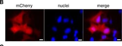 Invitrogen Goat anti-Rabbit IgG (H+L) Highly Cross-Adsorbed Secondary Antibody,