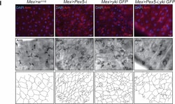 Invitrogen Donkey anti-Mouse IgG (H+L) Highly Cross-Adsorbed Secondary