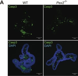 Invitrogen Donkey anti-Rabbit IgG (H+L) Highly Cross-Adsorbed Secondary