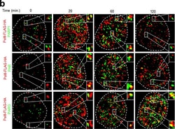 Invitrogen&trade;&nbsp;Rabbit anti-Mouse IgG (H+L) Cross-Adsorbed Secondary Antibody, Alexa Fluor&trade; 594