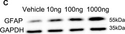 Invitrogen Goat anti-Mouse IgG (H+L) Secondary Antibody, HRP 2 mL; HRP:Antibodies,