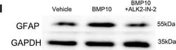 Invitrogen™ Goat anti-Mouse IgG (H+L) Secondary Antibody, HRP