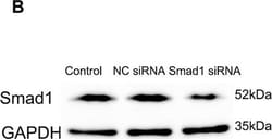 Invitrogen Goat anti-Rabbit IgG (H+L) Secondary Antibody, HRP 2 mL; HRP:Antibodies,