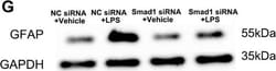 Invitrogen Goat anti-Mouse IgG (H+L) Secondary Antibody, HRP 2 mL; HRP:Antibodies,
