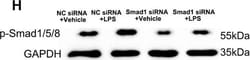 Invitrogen Goat anti-Mouse IgG (H+L) Secondary Antibody, HRP 2 mL; HRP:Antibodies,