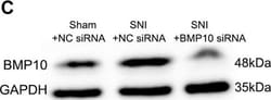 Invitrogen Goat anti-Mouse IgG (H+L) Secondary Antibody, HRP 2 mL; HRP:Antibodies,