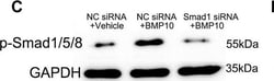 Invitrogen Goat anti-Rabbit IgG (H+L) Secondary Antibody, HRP 2 mL; HRP:Antibodies,