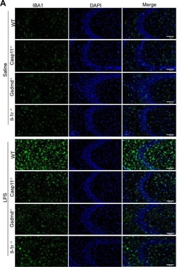 Invitrogen Goat anti-Rabbit IgG (H+L) Cross-Adsorbed Secondary Antibody,