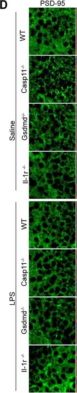 Invitrogen Goat anti-Rabbit IgG (H+L) Cross-Adsorbed Secondary Antibody,