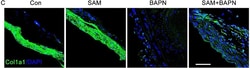 Invitrogen Donkey anti-Rabbit IgG (H+L) Highly Cross-Adsorbed Secondary