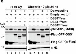 Invitrogen Rabbit anti-Mouse IgG (H+L) Secondary Antibody, HRP 1.5 mL;