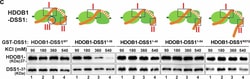 Invitrogen Rabbit anti-Mouse IgG (H+L) Secondary Antibody, HRP 1.5 mL;