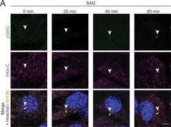Invitrogen Goat anti-Mouse IgG (H+L) Highly Cross-Adsorbed Secondary Antibody,
