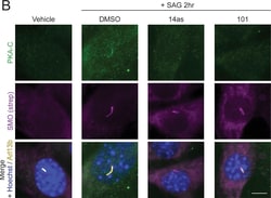 Invitrogen™ Goat anti-Mouse IgG (H+L) Highly Cross-Adsorbed Secondary Antibody, Alexa Fluor™ Plus 647
