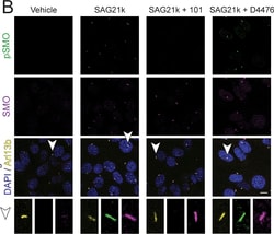 Invitrogen Goat anti-Rat IgG (H+L) Cross-Adsorbed Secondary Antibody, Alexa