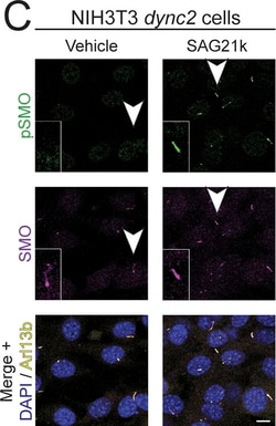 Invitrogen Goat anti-Rat IgG (H+L) Cross-Adsorbed Secondary Antibody, Alexa