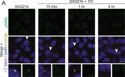 Invitrogen Goat anti-Rat IgG (H+L) Cross-Adsorbed Secondary Antibody, Alexa